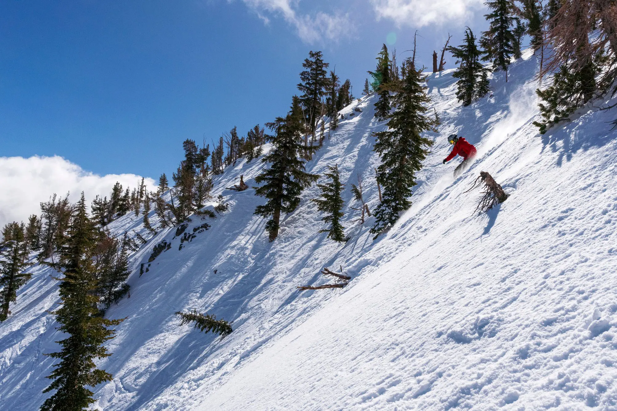Mt. Rose A person in a red jacket skis down a steep, snowy slope surrounded by tall, sparse pine trees under the clear blue sky of Ski Tahoe. The skier is halfway down the slope, creating a dynamic action scene.