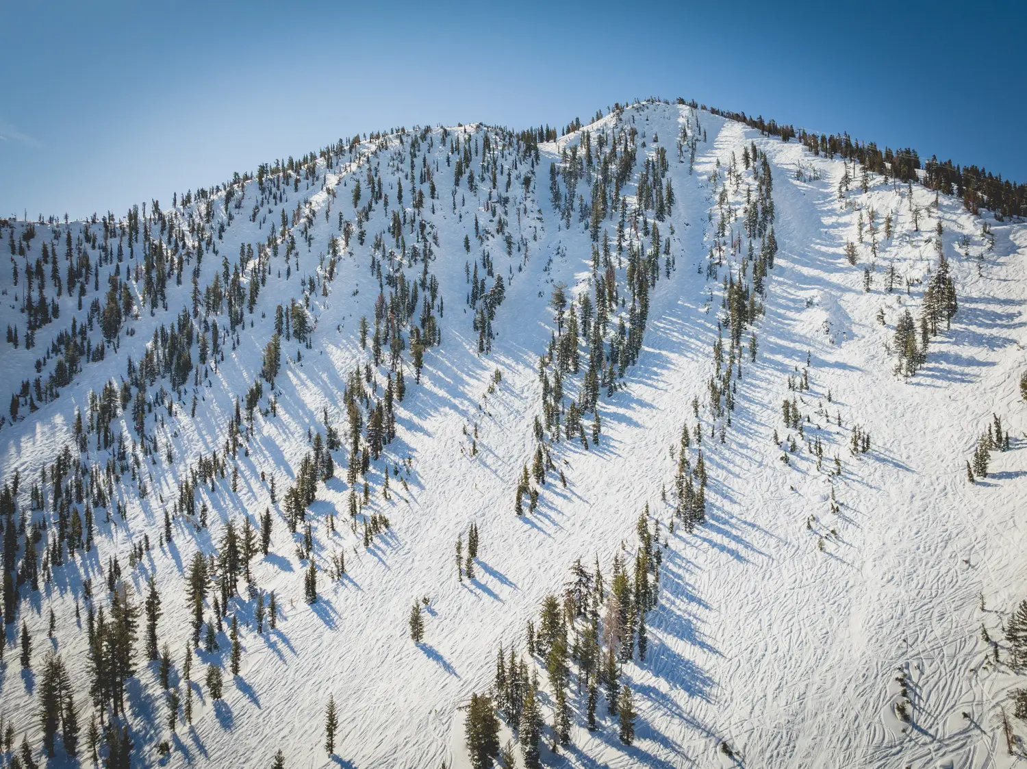 An expansive snow-covered mountain slope under a clear blue sky, dotted with numerous trees casting long shadows. The terrain features grooves and tracks in the snow, suggesting ski or snowboard activity. Mt. Rose Ski Tahoe