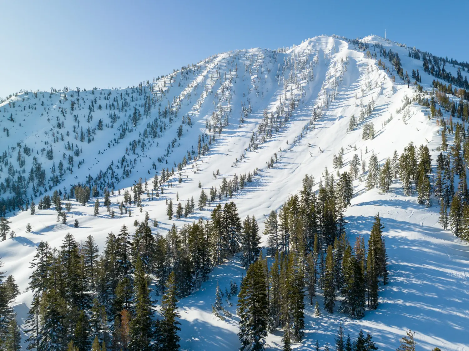 A snow-covered mountain slope with pine trees scattered across the landscape under a clear blue sky. There are several ski trails visible in the snow. Mt. Rose Ski Tahoe
