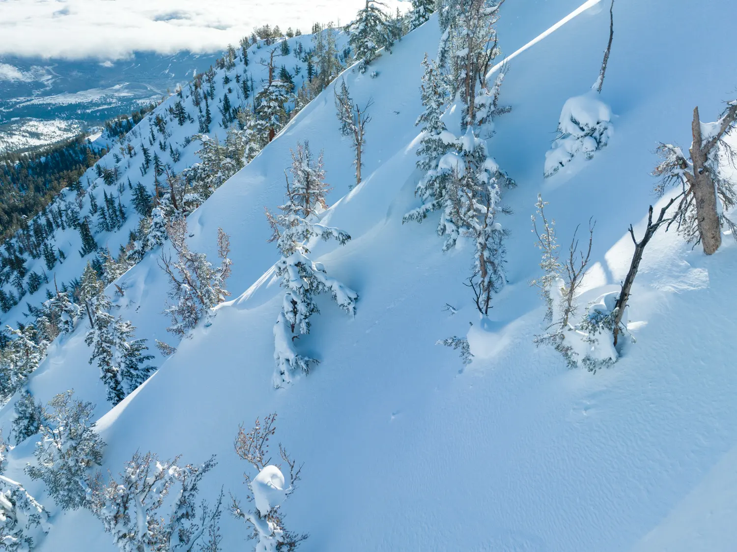 A snowy mountain slope is dotted with leafless trees partially covered in snow. The background includes more snow-covered trees and a view of valleys below. The scene is bathed in bright daylight, highlighting the pristine winter landscape. Mt. Rose Ski Tahoe