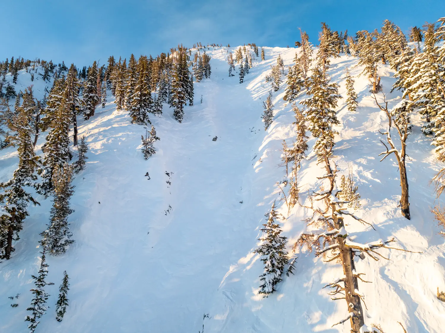 A snowy mountain slope covered with pine trees under a clear blue sky. The sun casts a warm light on the trees and snow, creating shadows and highlights. The slope appears steep with patches of exposed rocky terrain. Mt. Rose Ski Tahoe