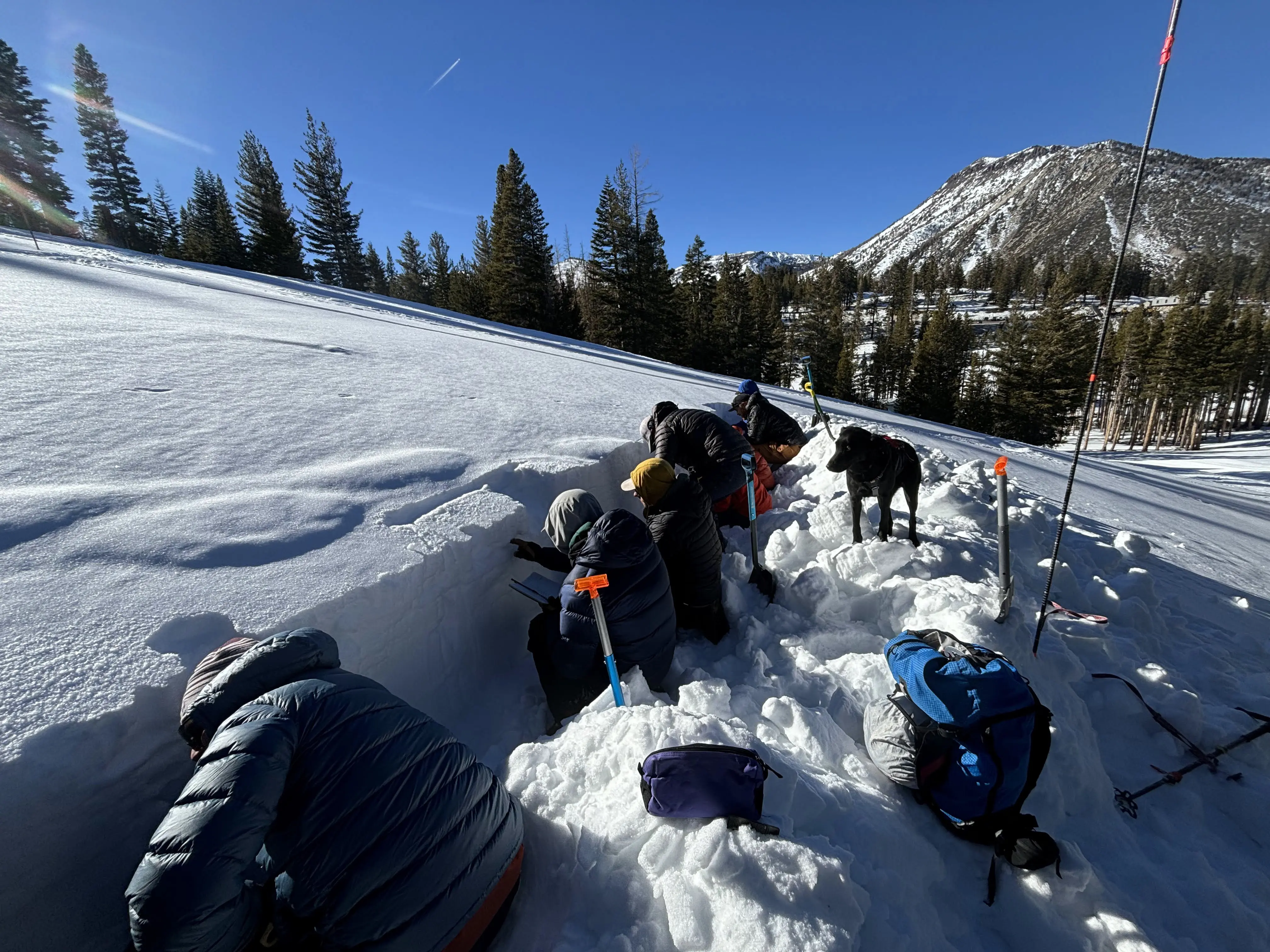 People dressed in winter gear kneeling in the snow, digging with shovels on a sunny, clear day. They are on a slope surrounded by pine trees and a mountain is in the background. Mt. Rose Ski Tahoe