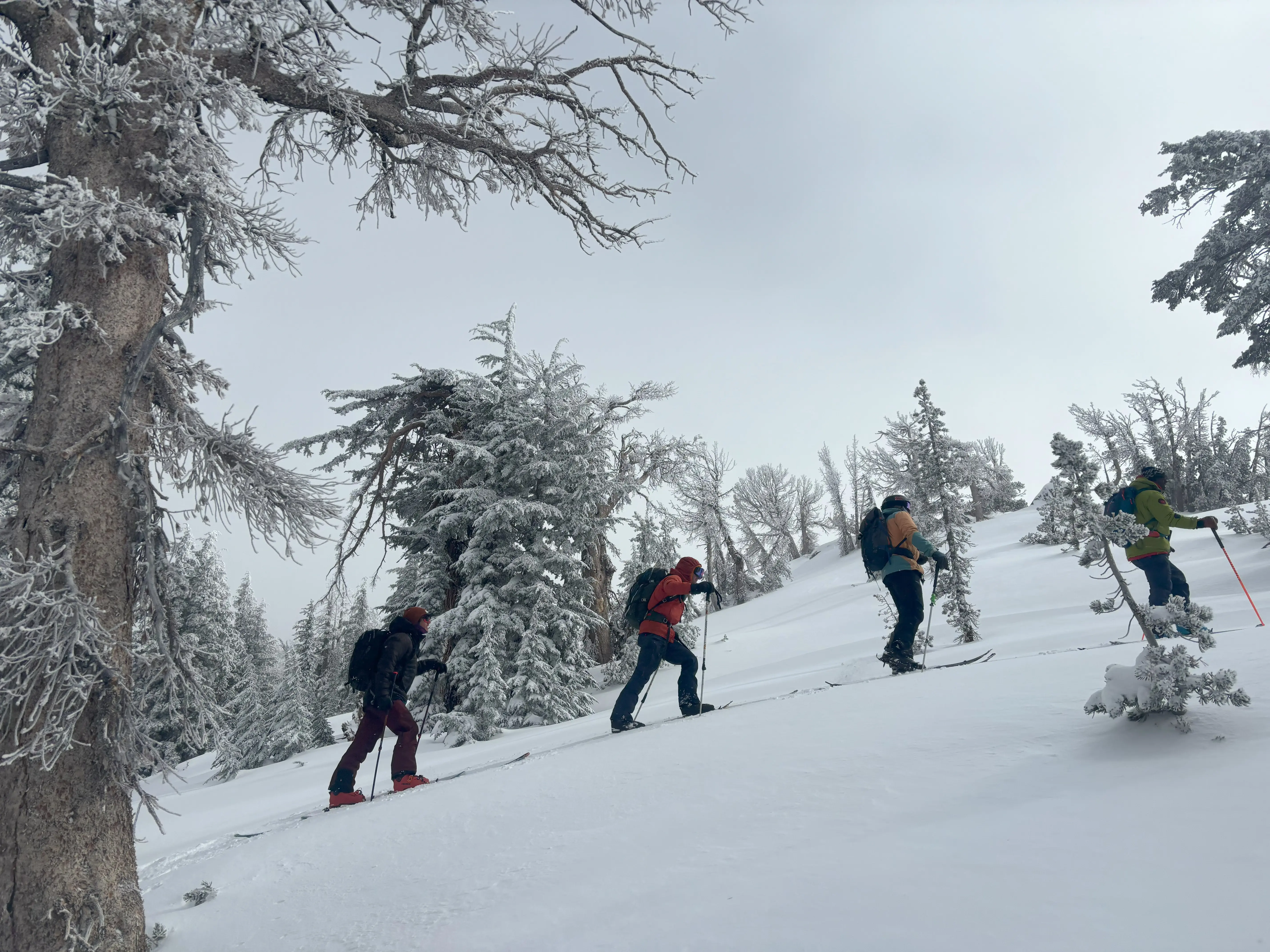 Four people hike uphill on skis through a snow-covered, forested landscape. The sky is overcast, and the trees are frosted with snow, adding to the wintry scene. The group is equipped with backpacks and ski poles. Mt. Rose Ski Tahoe