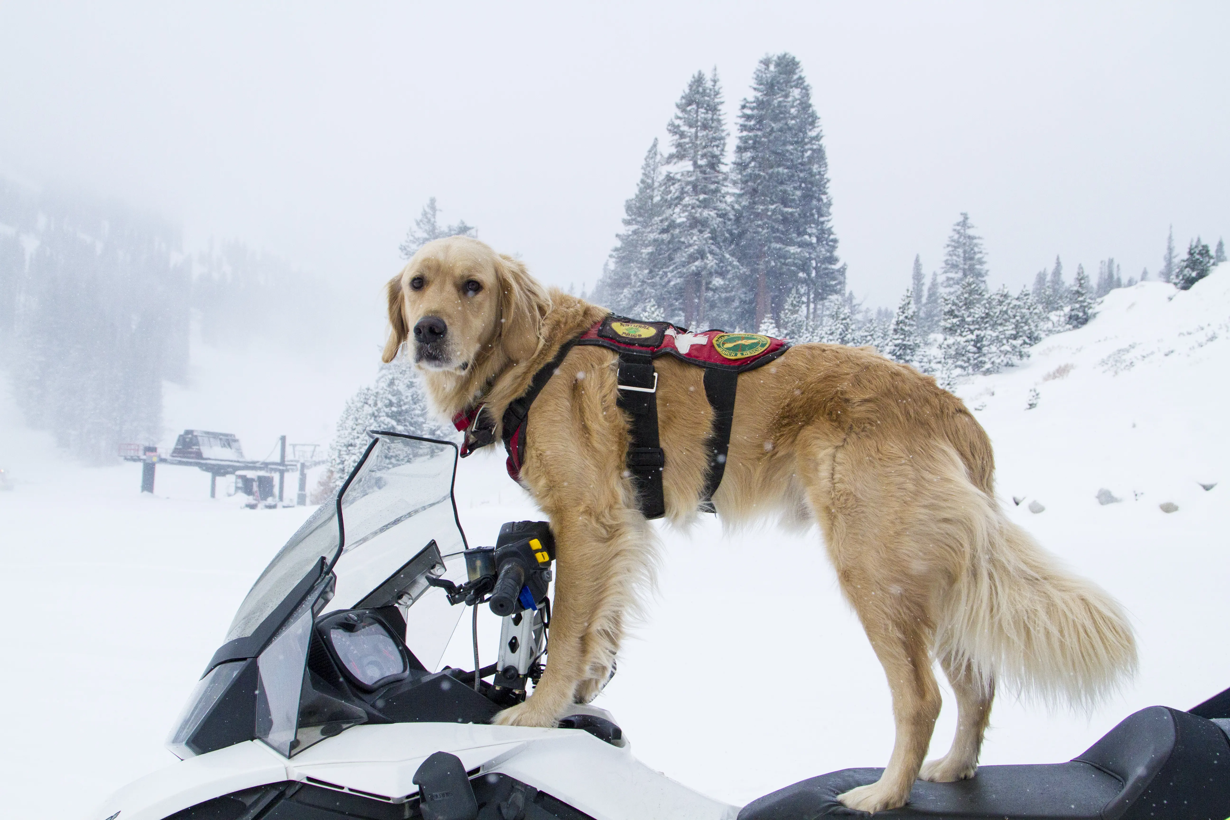 A golden retriever wearing a harness stands on a snowmobile in a snowy, mountainous landscape with pine trees in the background. Mt. Rose Ski Tahoe