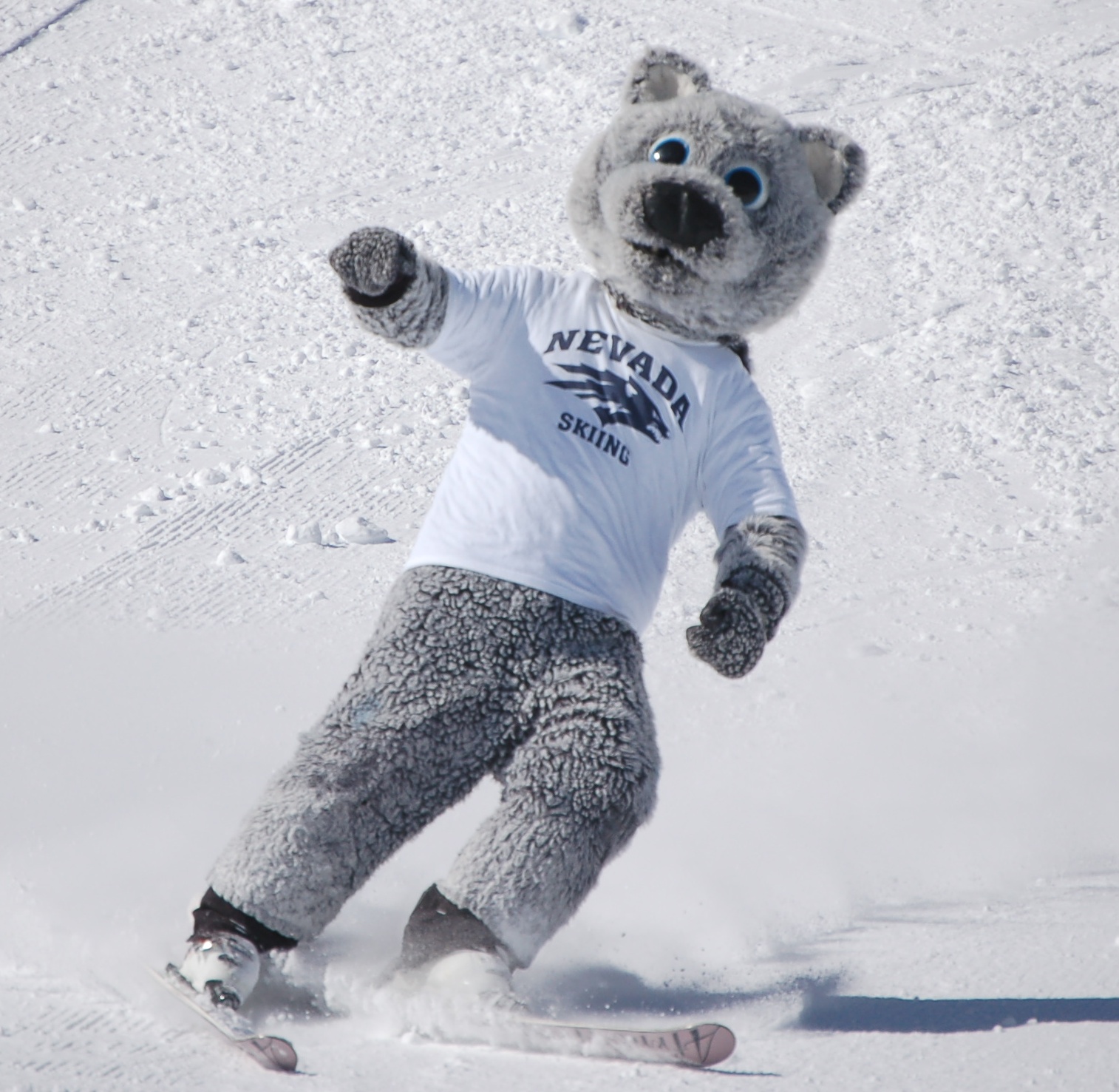 A person in a gray wolf mascot costume wearing a “Nevada Skiing” shirt skis down a snowy slope. Mt. Rose Ski Tahoe